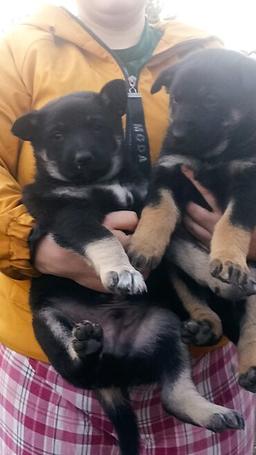 ищу собаку бесплатно: Восточноевропейская овчарка, 1 месяц, Самец, С прививкой