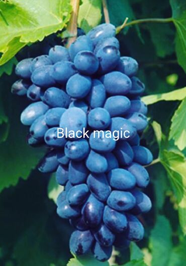 Meyvə və giləmeyvə: Üzüm tingləri və süfrə-sortları - Avatar (şirin barmaqvari qara — 6