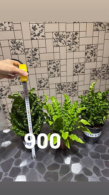 Другие комнатные растения: Комнатные цветы, цены написаны на фото — 12