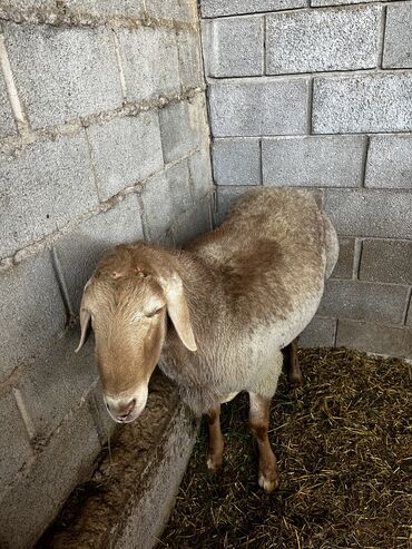 овцы гиссарской породы: Продаю | Баран (самец) | Гиссарская