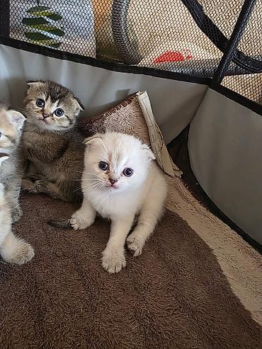 Pişiklər: Şirin pişik balaları - Cins: Scottish Fold/Scottish Straight tipli — 5