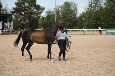 Лошади, кони: Продаю | Жеребец | Для разведения, Конный спорт | Племенные, Осеменитель — 4