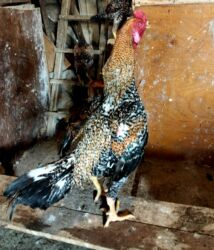 Digər quşlar: Heyratı ailəsi satılır. Pleymut beçə 7 aylıq 80azn, fərələr tək-tək 40 — 2