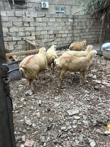 Qoyunlar, qoçlar: Beyləqan cinsi Damazlıg 4 disi 1 erkət toglu ünvan musviqabad qəsəbəsi — 2