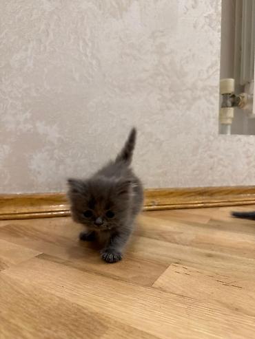 Pişiklər: Yumşaq, uzun tüklü balaca pişik balaları. Şəkillərdə iki balaca — 8