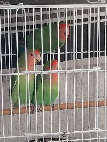 quş adları: Növ: Agapornis (Sevgi tutuquşusu) – yaşıl bədən, mavi quyruq ucları — 2
