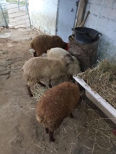 coban itleri haqqinda melumat: 4 dene quzu istəyən olsa yazsın videosunu atım baxın real alıcıya — 2