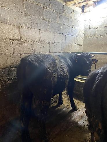 Коровы, быки: Продаю | Бык (самец) | На откорм | Привязанные — 3