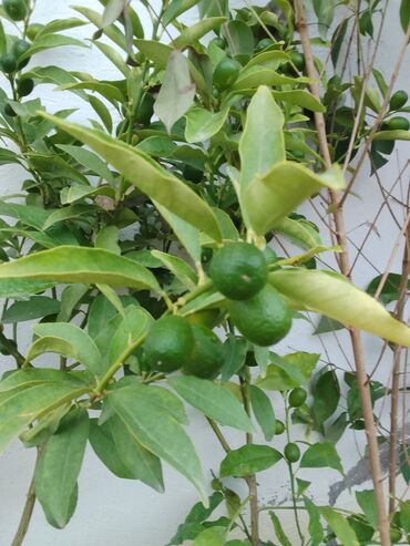 zeytun agaci: Meyvəli limon ağacı (sitrus) - Qabda yetişdirilən, artıq meyvə verən