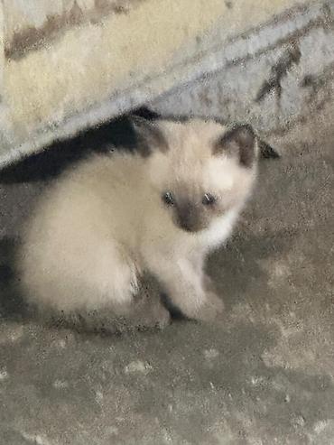 piwik balasi: 1 ayliq piwik balalari pulsuz verilir oynayandir yaxwi ellere verilir — 1