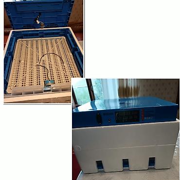 cucə inkubator satisi: İnqibator az istifadə olunub 2 mərtəbədir 112 yumurta çıxardır 250 — 1