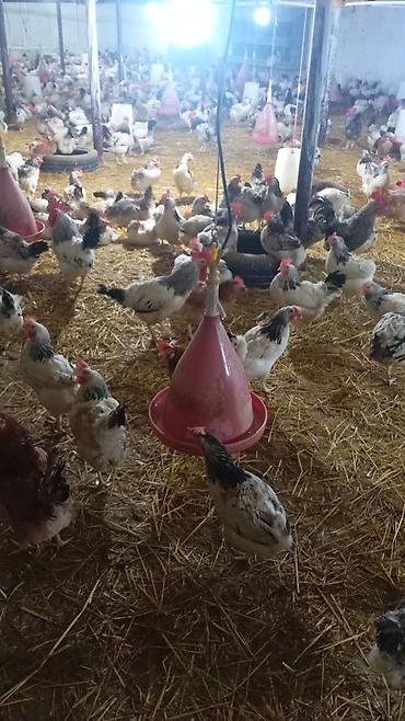 zəncirotu balı: Məhsul: Təmiz kənd təsərrüfatı yumurtaları və yeni çıxmış cücələr — 5