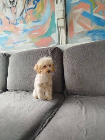 Psi: Patuljasta pudla štenci Štenci patuljaste pudle stari 4 meseca na — 9