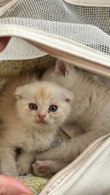 скоттиш фолд кот: Кошка даром: Скотиш Фолд (Шотландская вислоухая), 2 месяца, Мальчик — 1