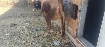Продам с/х животных: Продаю | Корова (самка) | Для молока | После отела — 4