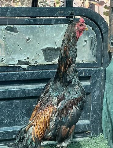 корейский куры: Продаю | Петух | Бойцовая | Для разведения — 4