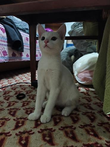 Мышыктар: КОТЁНОК БЕЛЕНЬКИЙ ДЕВОЧКА 2,5 МЕСЯЦА. Котята домашние — 5