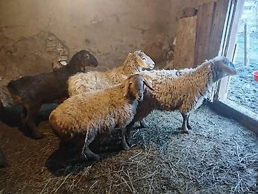 Баран, овца: Продаю | Ягненок | Полукровка | Для разведения | Матка — 11