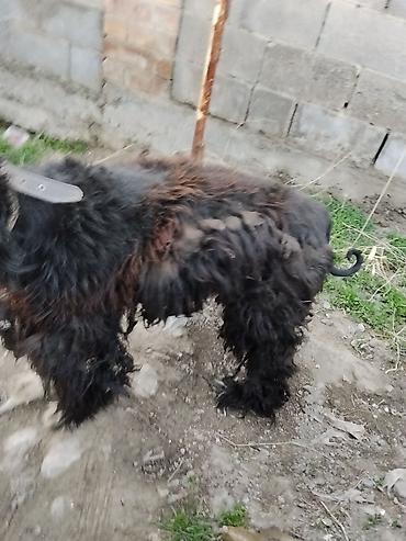 Отдам даром собаку: Тайган крупной породы, длинношёрстная. Окрас преимущественно чёрный с — 6