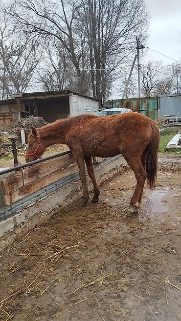 Другие животные: Тай сатылат жашы 1.жаш баасы 100.миң — 6