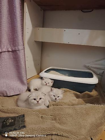 Pişiklər: Şotland — 9