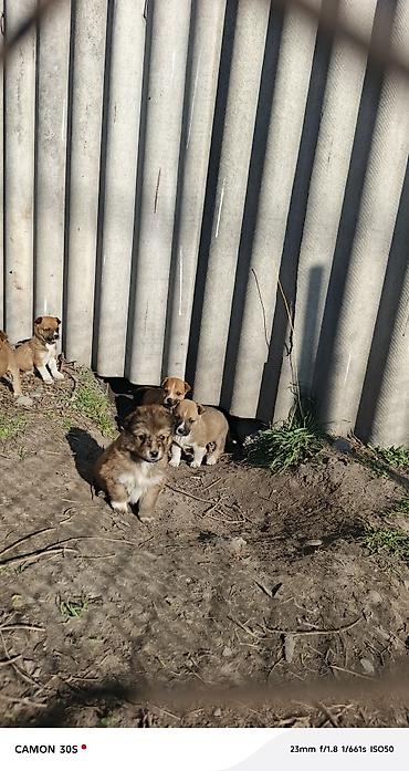 Отдам даром собаку: Отдам щенков Особенности: - шерсть плотная, короткая, легко — 10