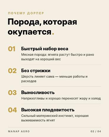 отдам животных в хорошие руки: Продаю | Ягненок | Для разведения | Племенные, Осеменитель, Матка — 2