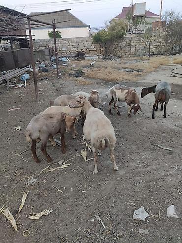 arpanın qiyməti: Əmlik quzular 33-40 kilo arası arpa yonca ilə bəslənib qiymet 10 manat — 5