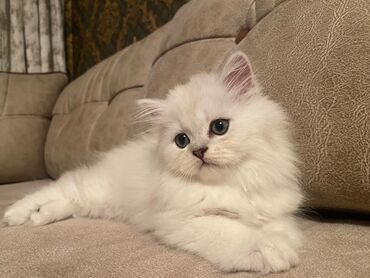 Pişiklər: 200 manatdan başdıyan qiymətlər 1000 manata kimi. Qiymət pişiyin — 24