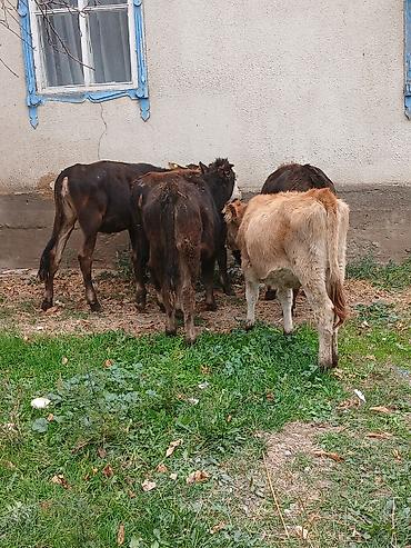 Продам с/х животных: Продаю | Корова (самка) | Для разведения — 4