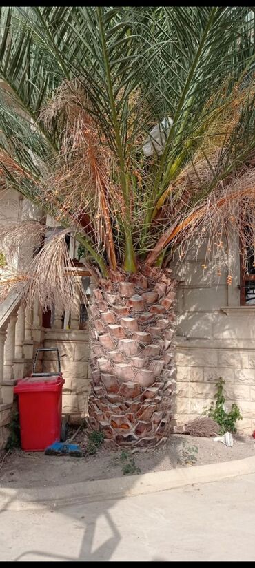 beqoniya bitkisi haqqinda: Palma finik palma Vaşinqton hər razmerde