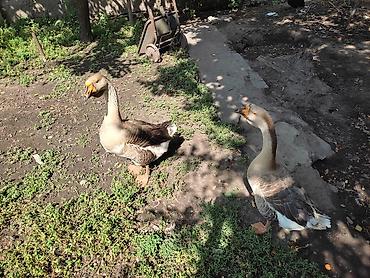 Другие с/х животные: Домашние гуси - Порода: линда+крупные серые (характерный «шишак» на — 2