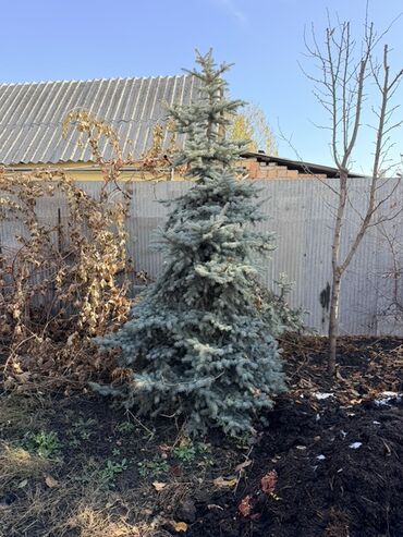 сучкорезы для обрезки деревьев: САМАВЫВОЗ ВЫКАПЫВАТЬ НУЖНО САМИМ! Лебединовка Ель голубая (Picea