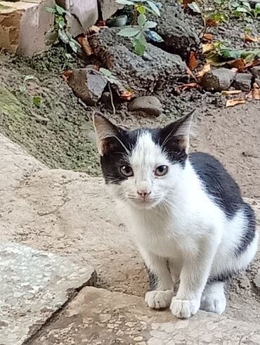 домики для котят: Кошка даром: Беспородная, 2 месяца, Мальчик, Проглистована