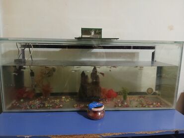canlı balıq: Dördbucaq akvarium, Balıqlarla birlikdə, 90 l, Ünvandan götürmə