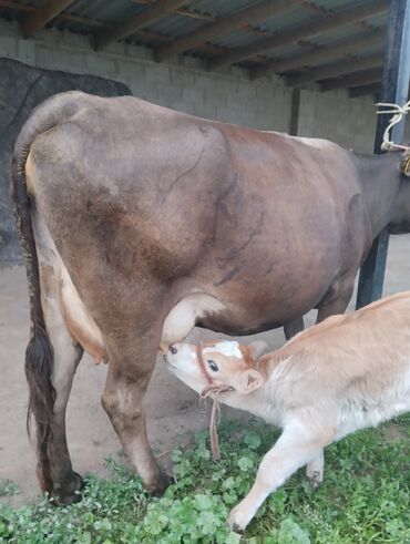 молоко коровье: Продаю | Корова (самка) | Алатауская | Для молока