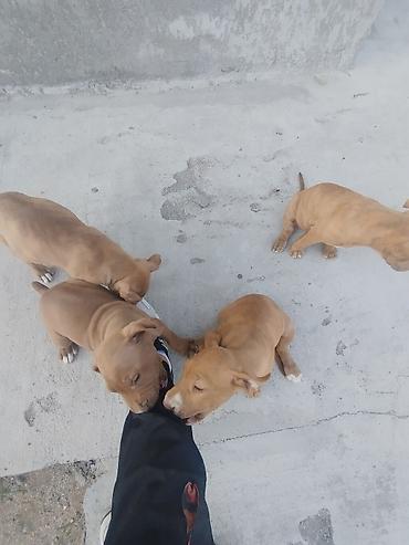 İtlər: Pitbul, 2 ay, Erkek -da lalafo.az — 7 İtlər: Pitbul, 2 ay, Erkek — 7