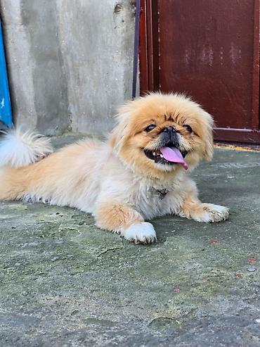 ag it: Pekines, 1 il, Dişi — 6