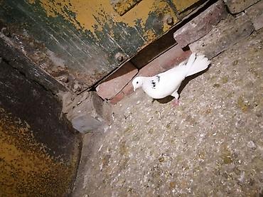 qizil qus: Ağ rəngli, boyun və kürək hissəsində qara naxışları olan göyərçin — 4