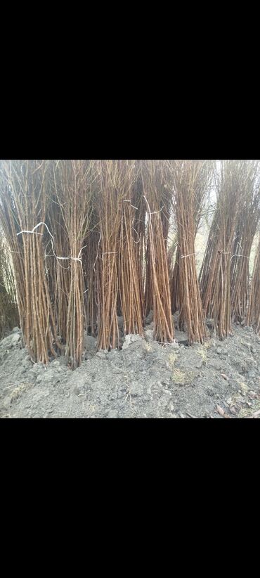 Tinglər: Məhsul: Şaftalı və nektarin tingləri, həmçinin məhsul nümunələri - — 5