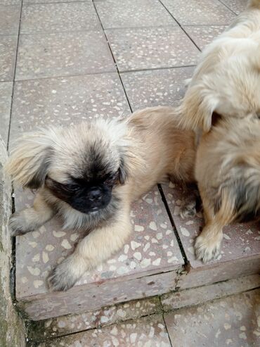 çoban iti balası: Pekines, 7 ay, Dişi, Peyvəndli, Ünvandan götürmə, Ödənişli çatdırılma