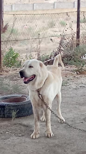 tap az itler kangal: Qurdbasar, 3 il, Erkək, Peyvəndli, Rayonlara çatdırılma — 4