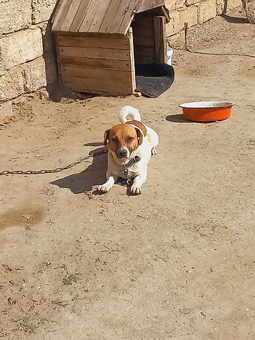 İtlər: Cek rassel teryer, 2 il, Dişi -da lalafo.az — 9 İtlər: Cek rassel teryer, 2 il, Dişi — 9