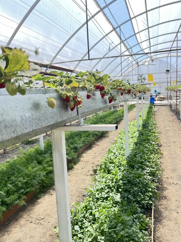 Другой готовый бизнес: Готовый бизнес. Теплица — 7