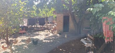 Torpaq sahələrinin satışı: Kənd təsərrüfatı -da lalafo.az — 5 Torpaq sahələrinin satışı: Kənd təsərrüfatı — 5