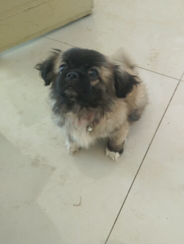 собака бу купить: Pekines, 2 ay, Dişi