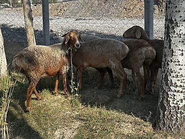 кочкор сатып алам: Сатам | Ургаачы кой (ургаачы) | Гиссар | Көбөйтүү үчүн — 4