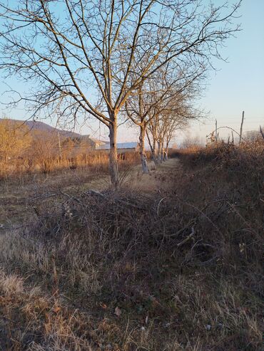 Torpaq sahələrinin satışı: 20 sot, Tikinti, Barter mümkündür, Kupça (Çıxarış), Bələdiyyə