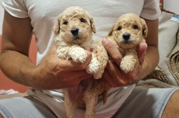 Psi: Pudle – štenad mini tipa Opis: - Preslatka legla pudli sa kovrdžavom — 2