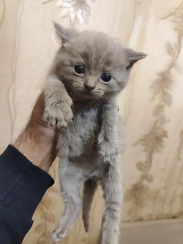 Pişiklər: Britan — 16